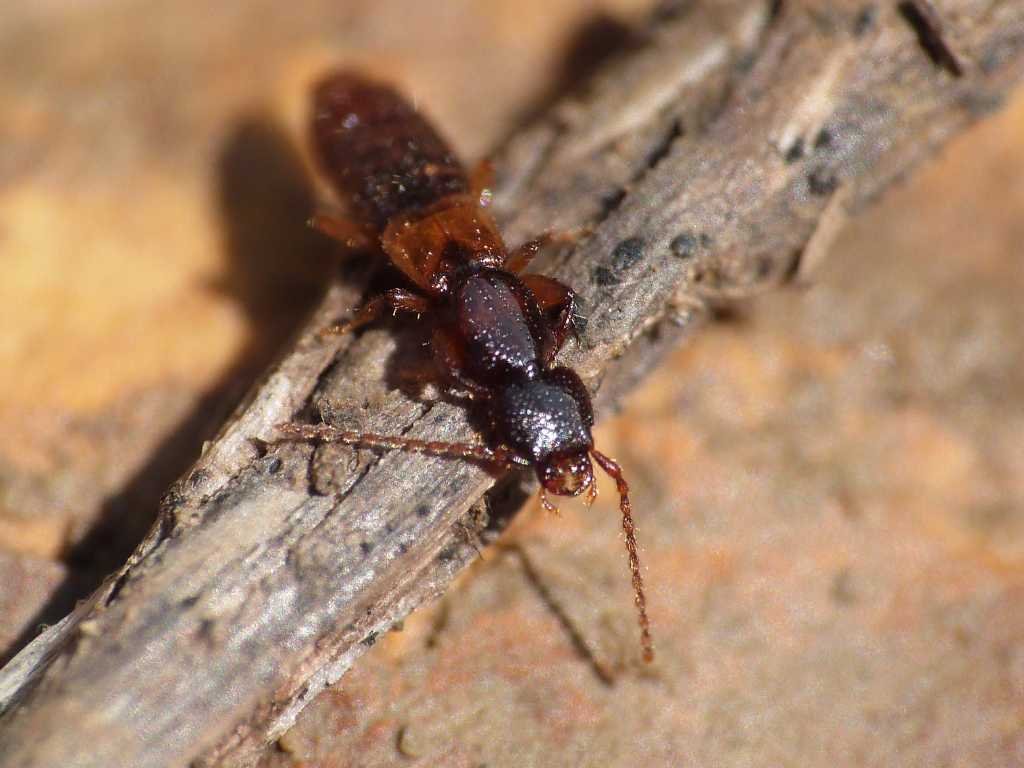 Staphylinidae 1 - Achenium sp.